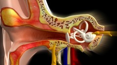אנטומיה של האוזן (צילום: אילוסטרציה)