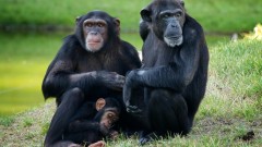 משפחת שימפנזים; ככל הנראה מקור ההדבקה היה צייד שצד שימפנזה בקונגו (צילום: אילוסטרציה)